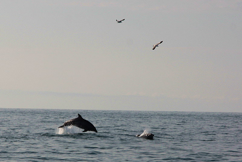 Delfini
